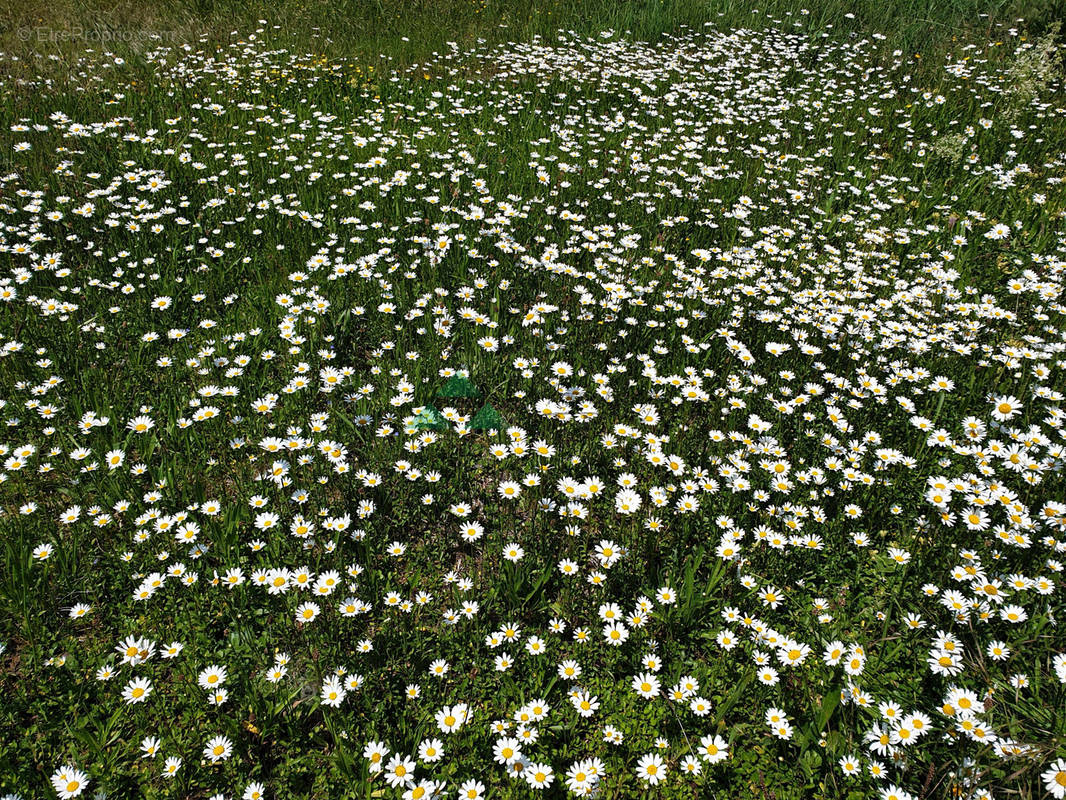 Terrain à ROPPENTZWILLER