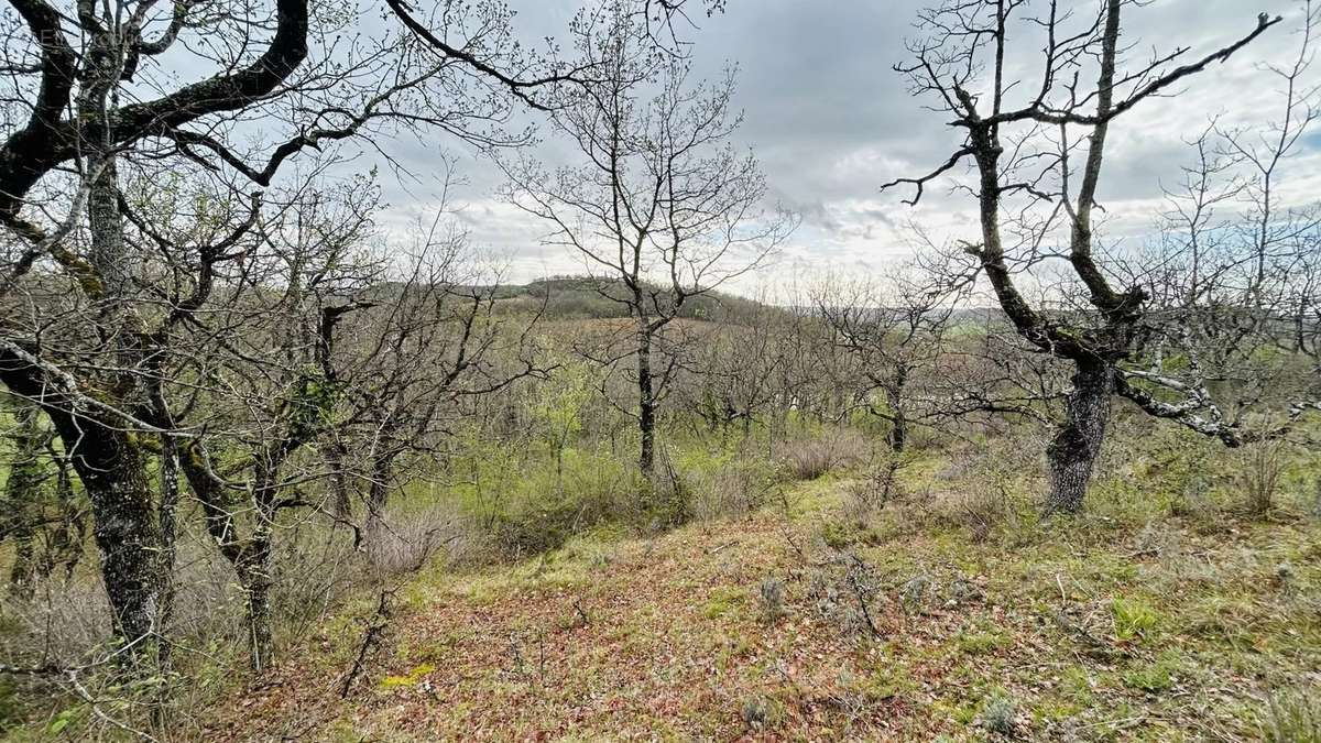 Terrain à MONTLAUZUN