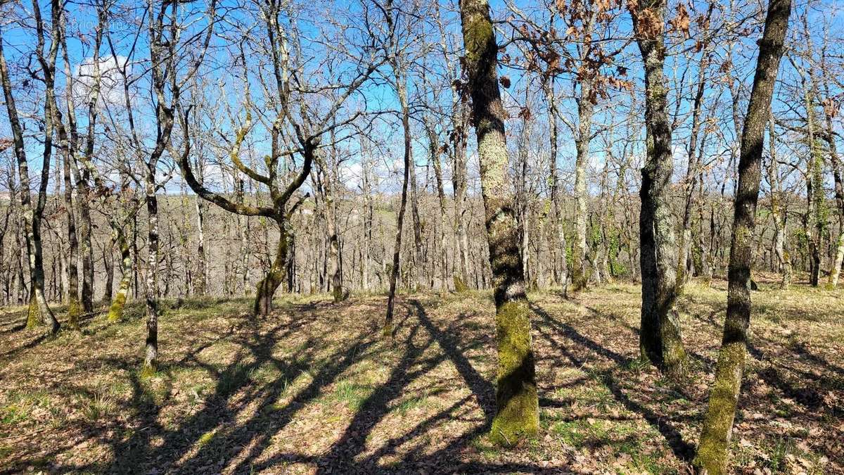 Terrain à MONTAIGU-DE-QUERCY