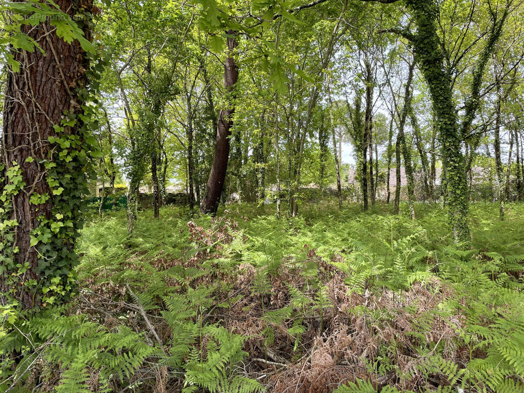 Terrain à ARES