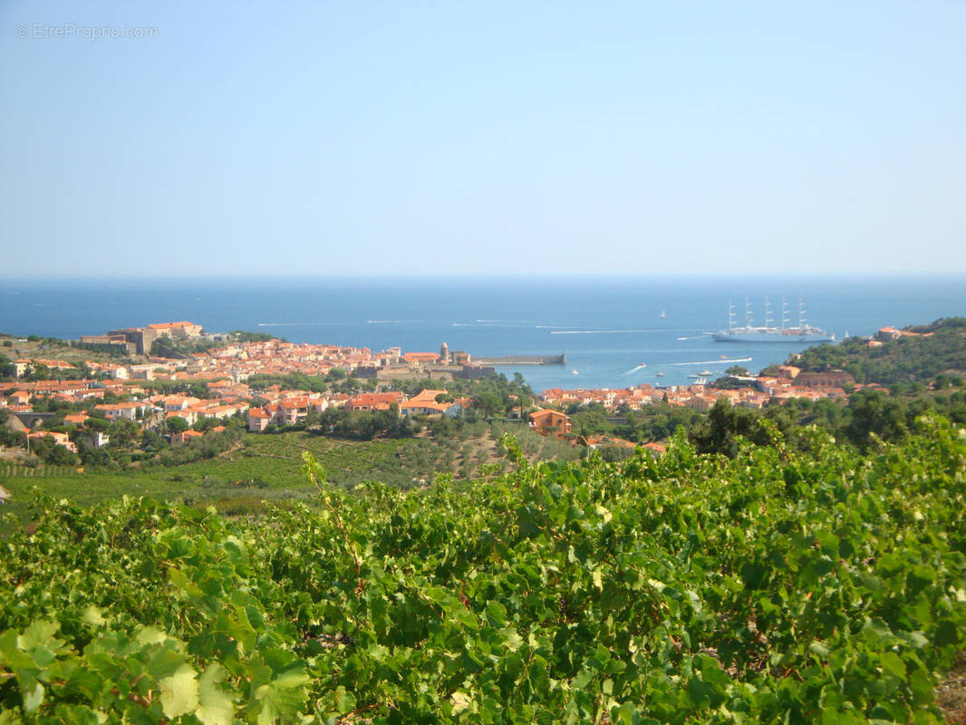 Commerce à COLLIOURE