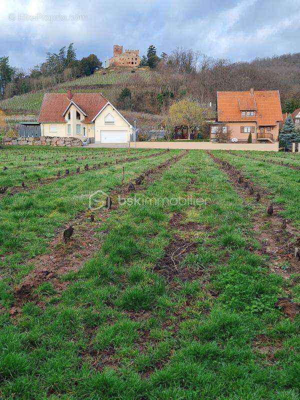 Terrain à KINTZHEIM