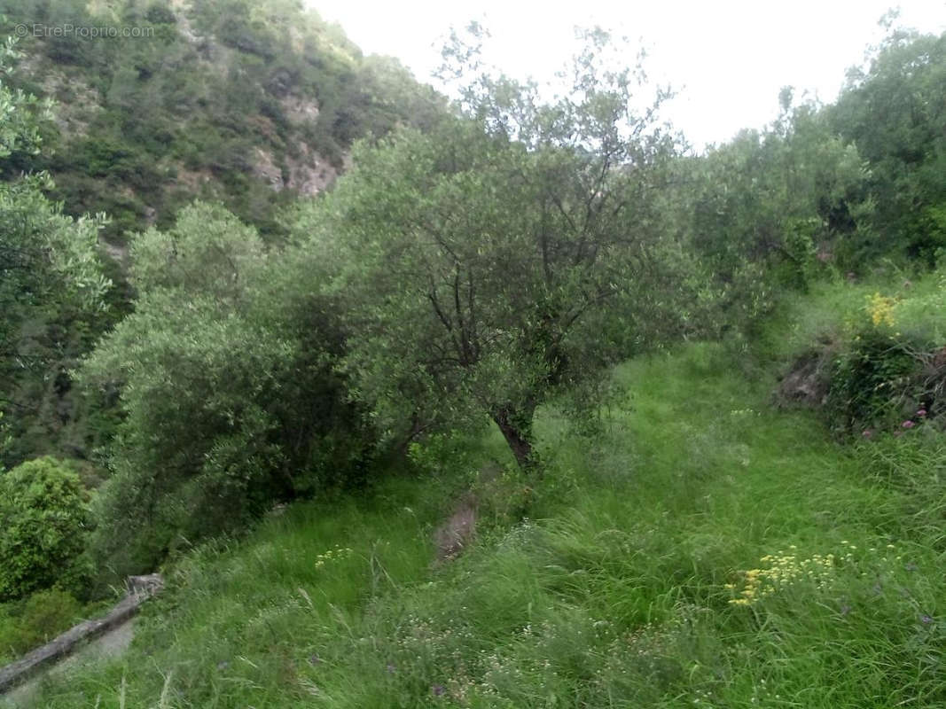 Terrain à BREIL-SUR-ROYA