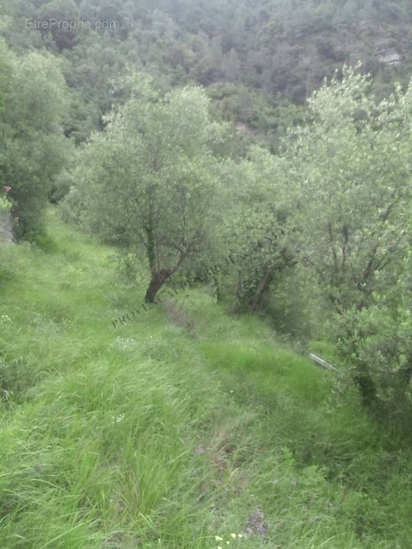 Terrain à BREIL-SUR-ROYA