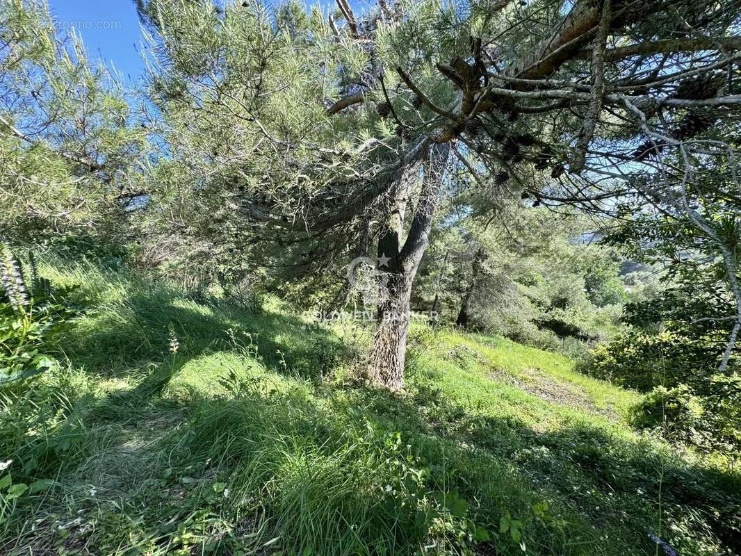 Terrain à MOUGINS