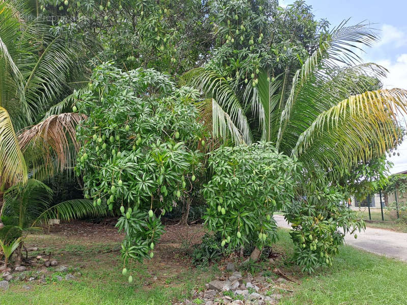 Maison à IRACOUBO