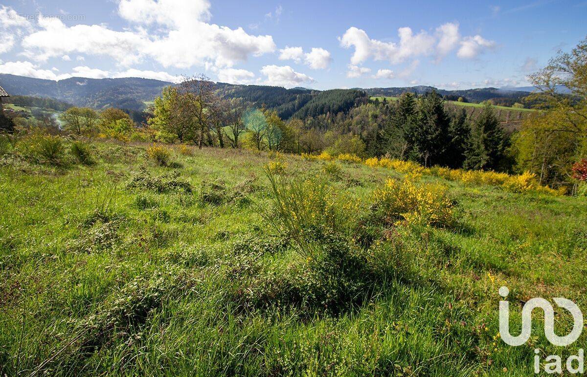 Photo 1 - Terrain à AMBERT