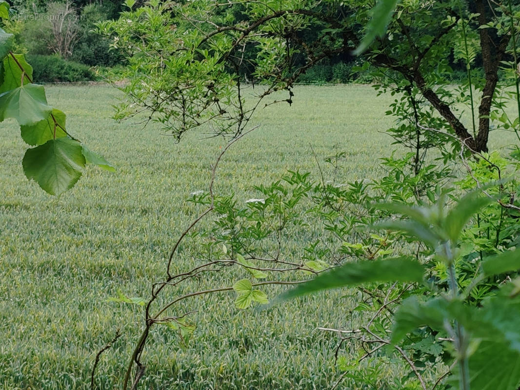 Terrain à VILLERS-COTTERETS