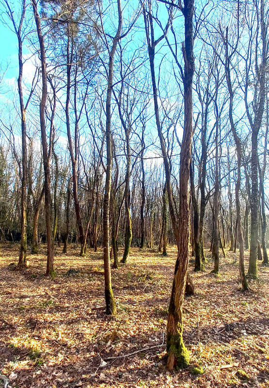 Terrain à BLAIGNAN