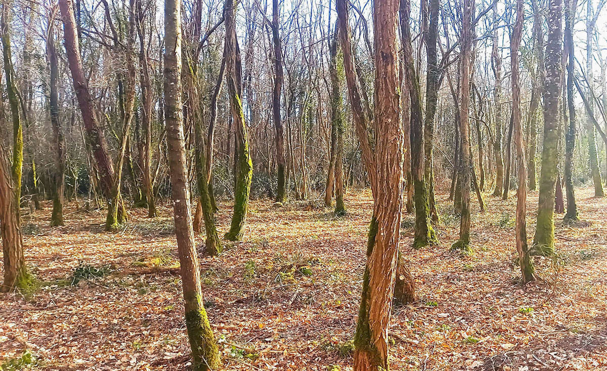 Terrain à BLAIGNAN