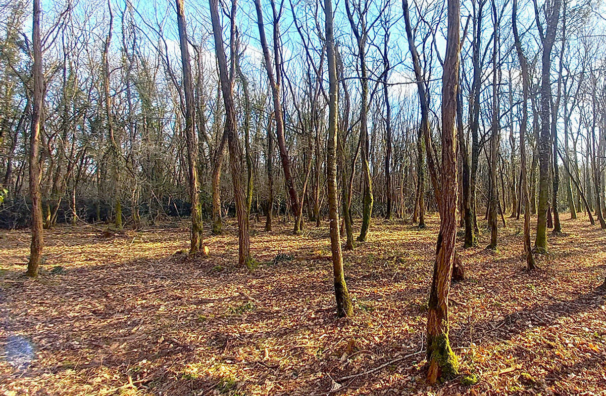 Terrain à BLAIGNAN