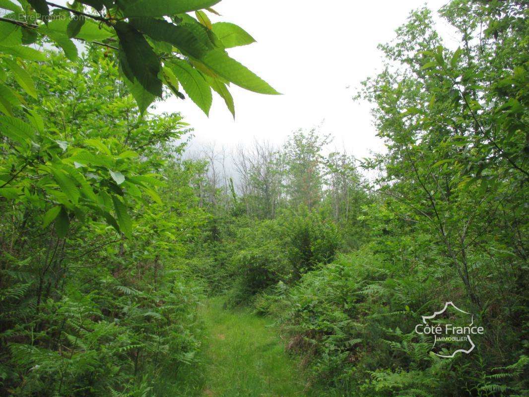 Terrain à SAINTE-FOY-DE-BELVES