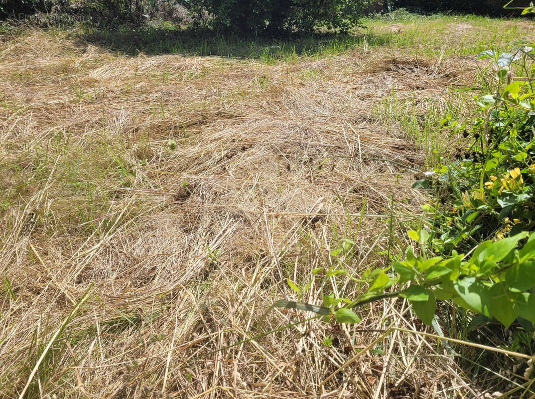 Terrain à ROCHEFORT-SUR-LOIRE