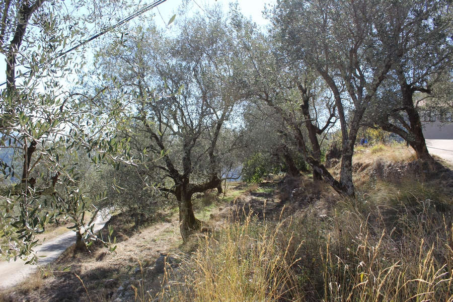 Terrain à UTELLE