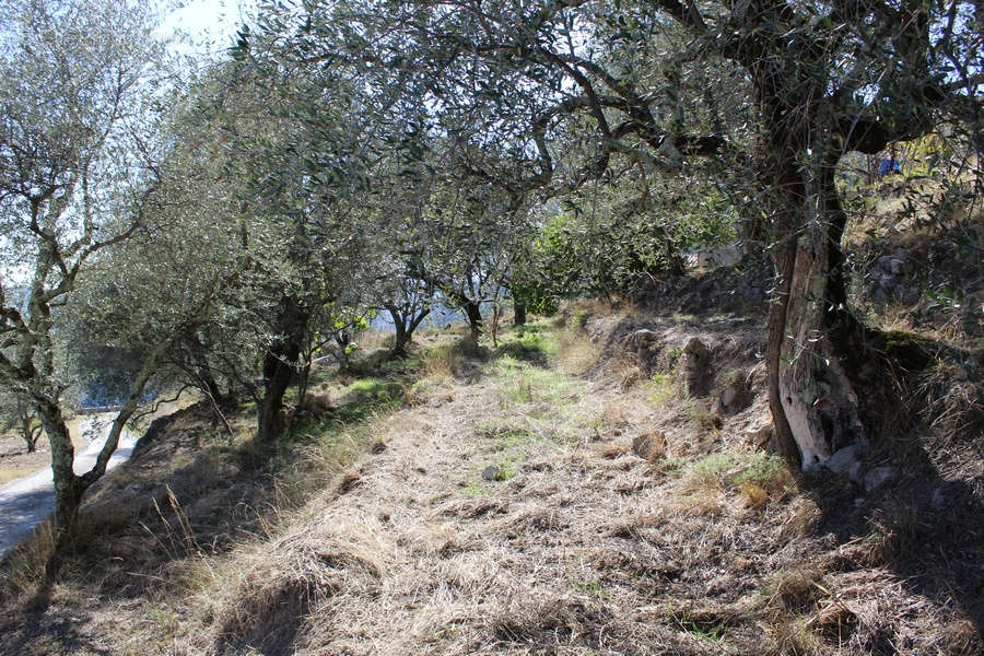 Terrain à UTELLE