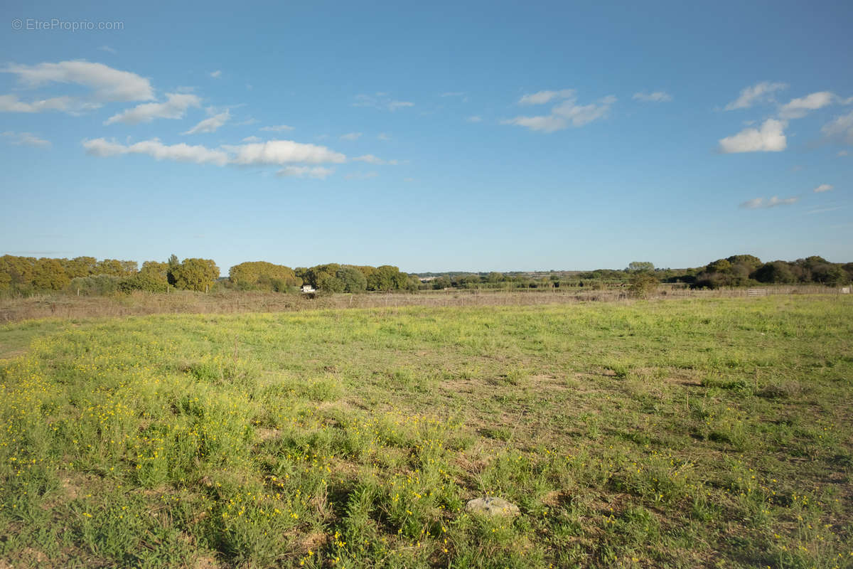 Terrain à MARSILLARGUES