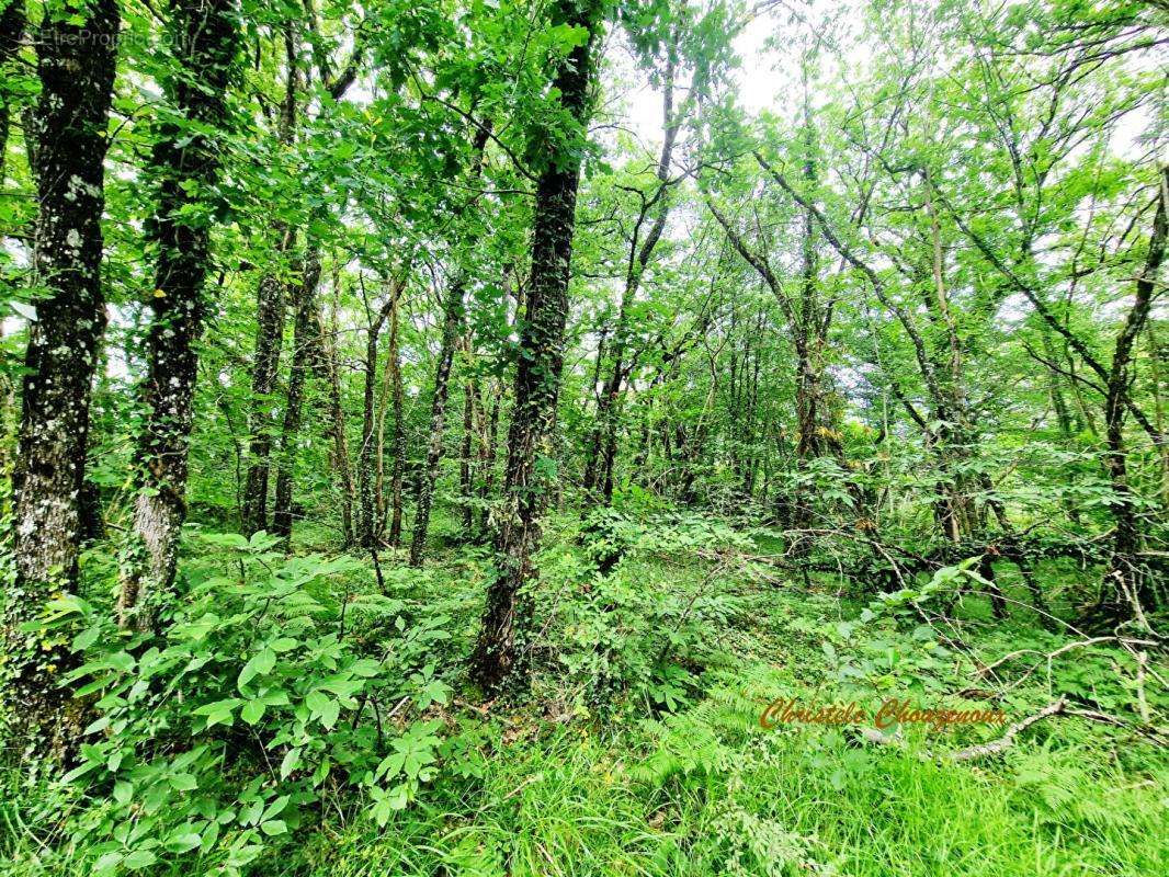 Terrain à SAINT-LEON-SUR-VEZERE