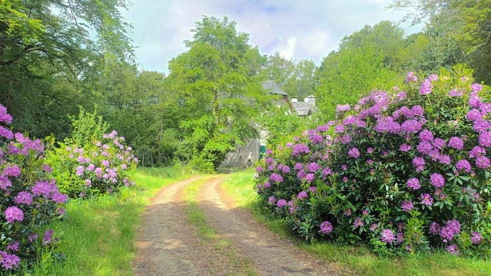 Le chemin d&#039;accès à la maison. - Maison à SAINT-SAUVEUR-LE-VICOMTE