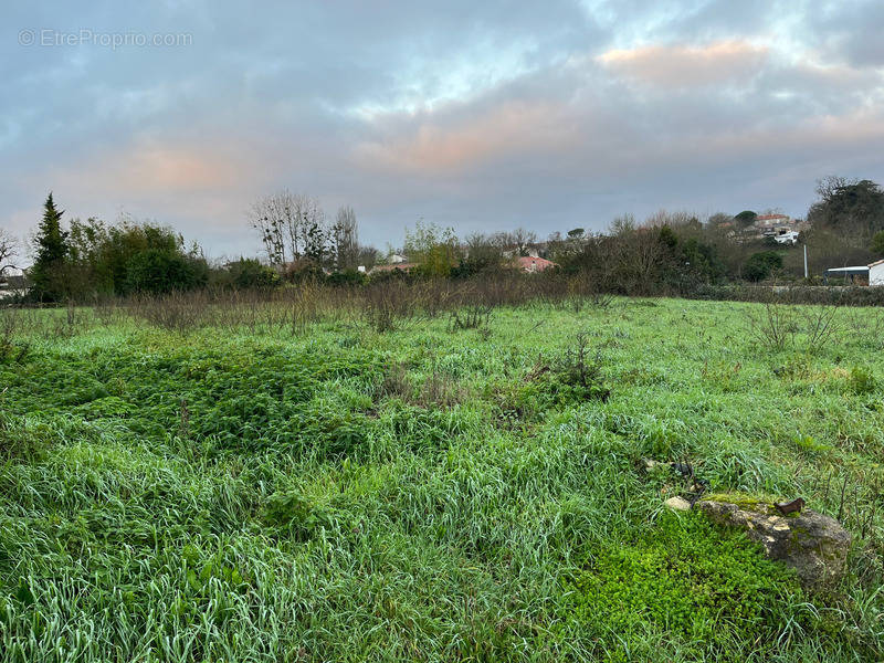 Terrain à MOUZEUIL-SAINT-MARTIN