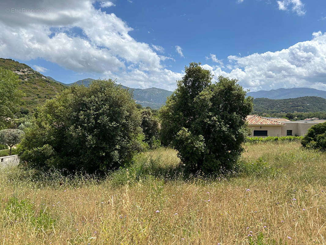 Terrain à OLETTA