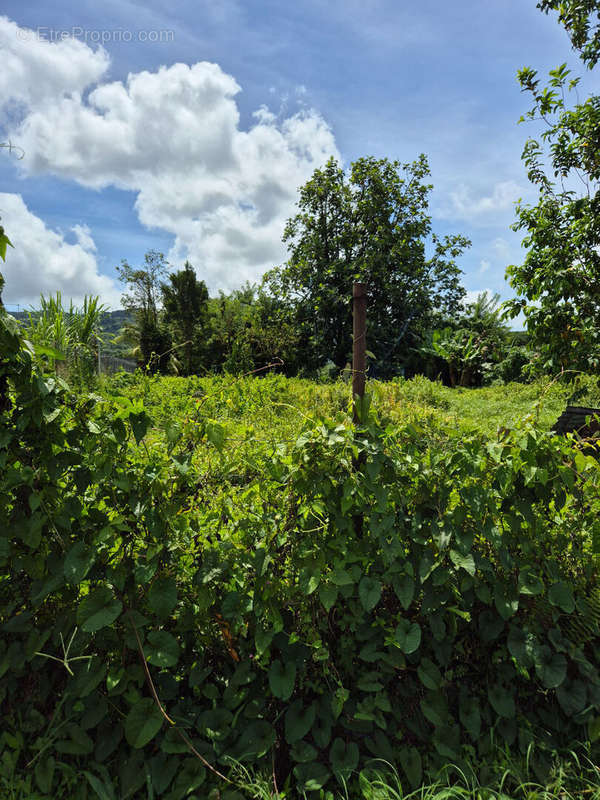 Terrain à LE MORNE-ROUGE