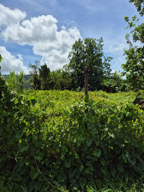 Terrain à LE MORNE-ROUGE