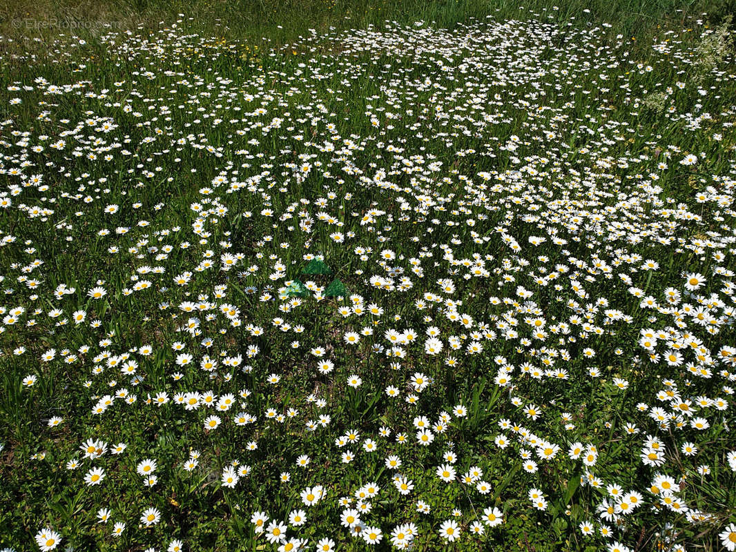 Terrain à BETTENDORF