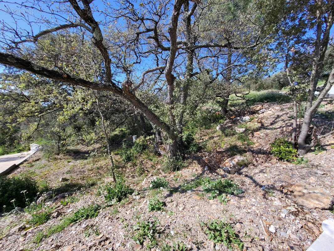 Terrain à PIERREFEU-DU-VAR