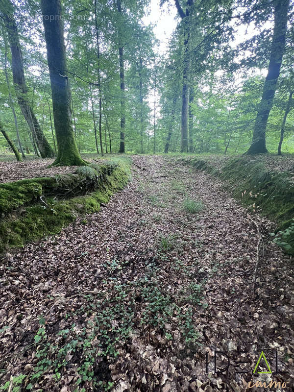 Terrain à ETEIMBES