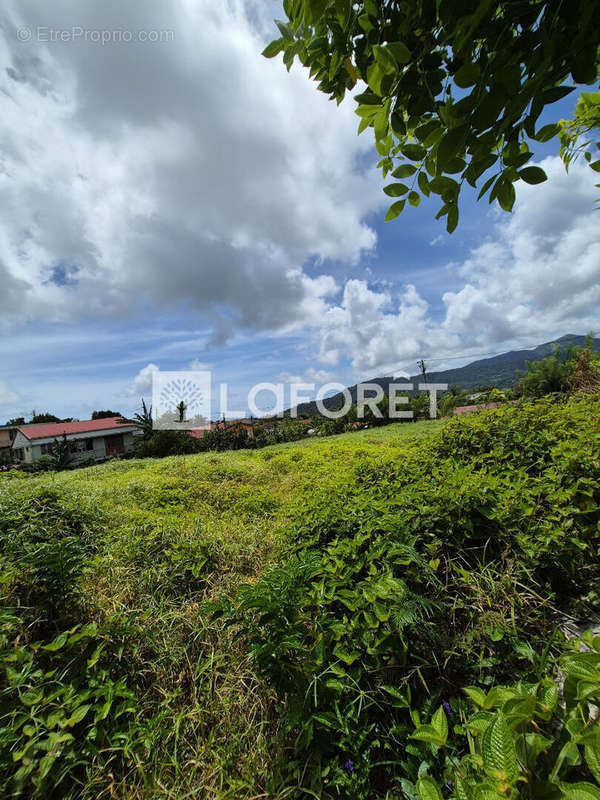 Terrain à LE MORNE-ROUGE