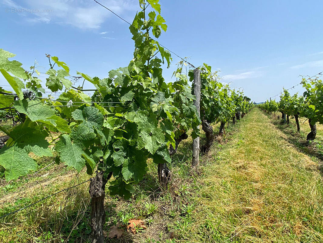 Terrain à SAINT-EMILION