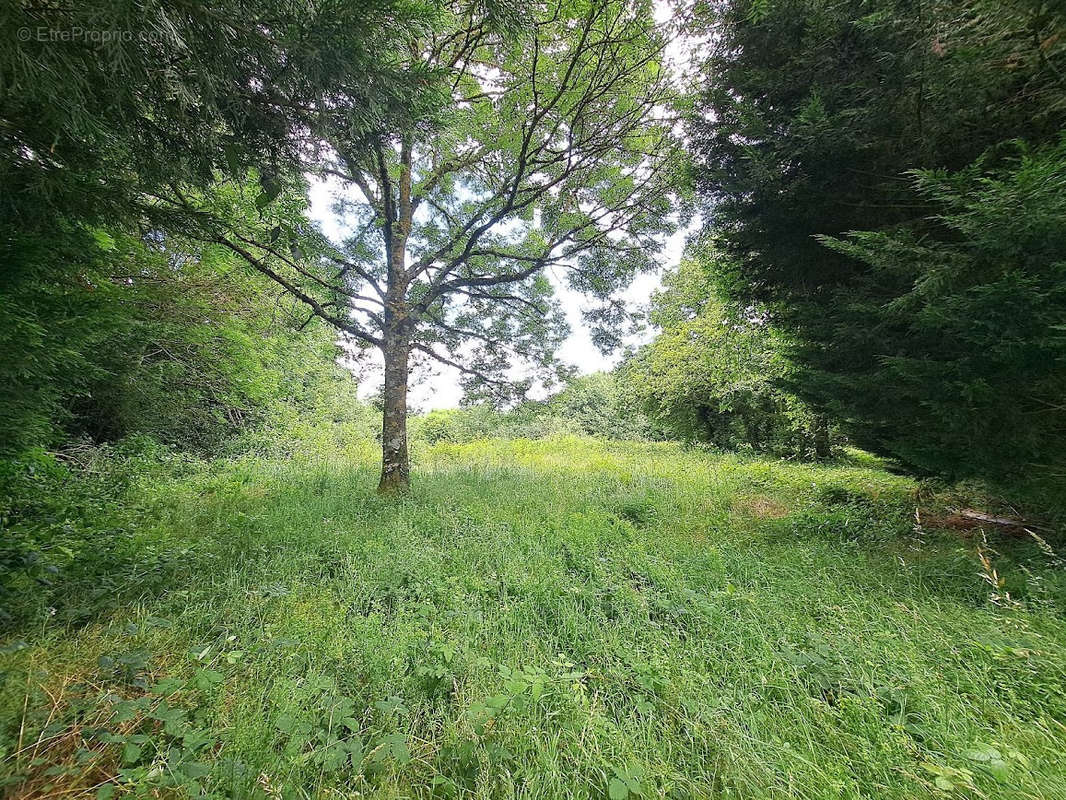 Terrain à SAINT-GEORGES-DE-MONS