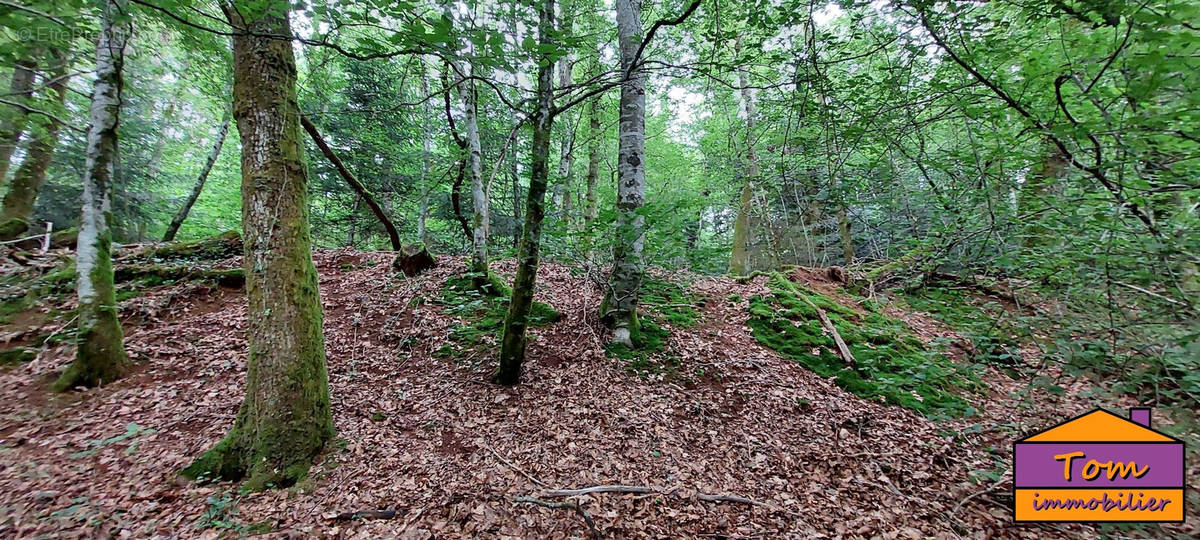 Terrain à CHAMPAGNEY