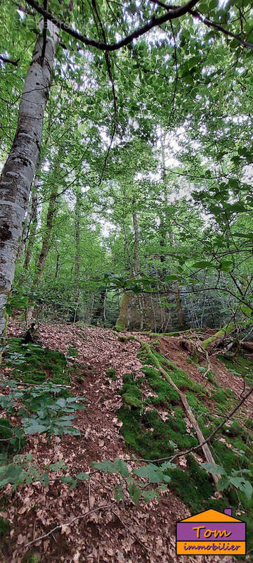 Terrain à CHAMPAGNEY