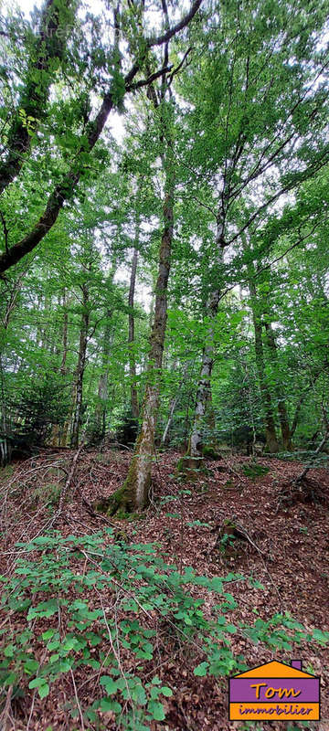 Terrain à CHAMPAGNEY