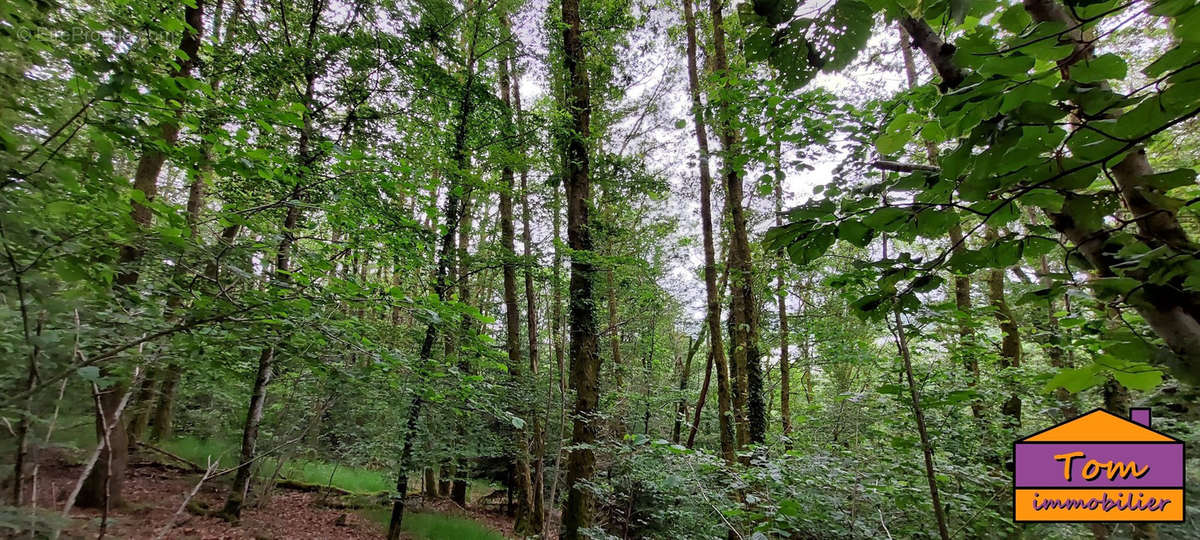 Terrain à CHAMPAGNEY