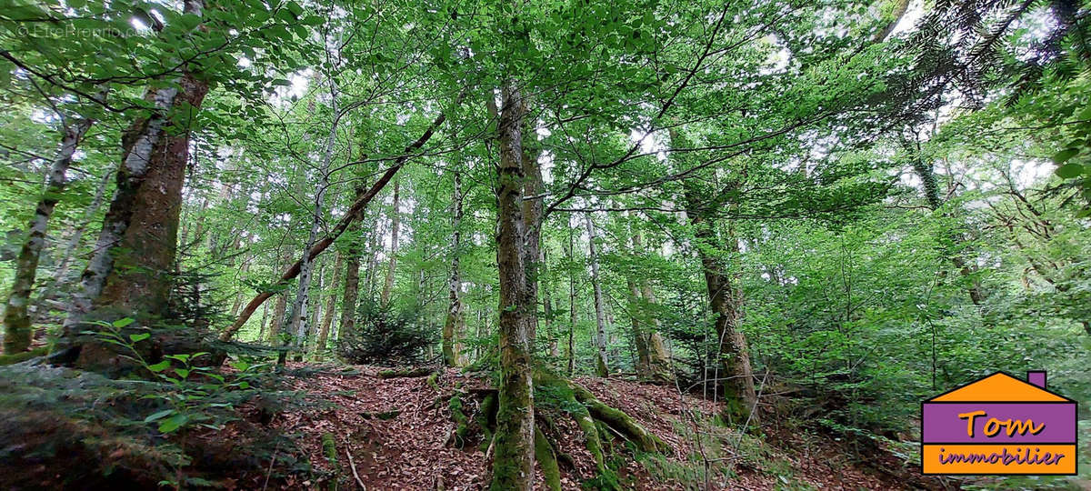 Terrain à CHAMPAGNEY