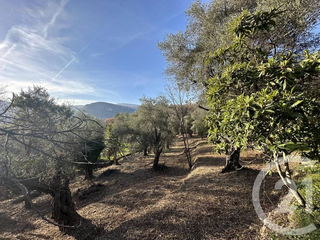 Terrain à TOURRETTES-SUR-LOUP