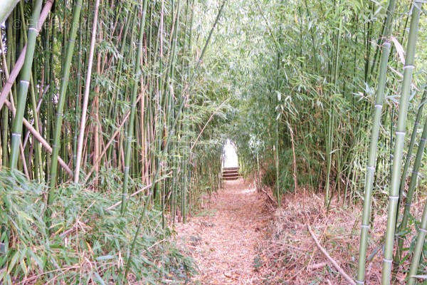 BAMBOO ALLEE - Maison à CHARROUX