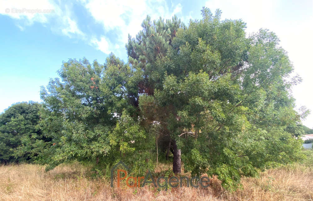 Terrain à SAINT-PALAIS-SUR-MER