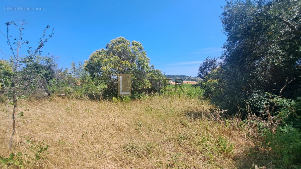 Terrain à MURVIEL-LES-BEZIERS