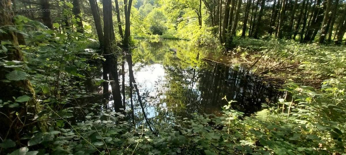 Terrain à SAINT-BRESSON