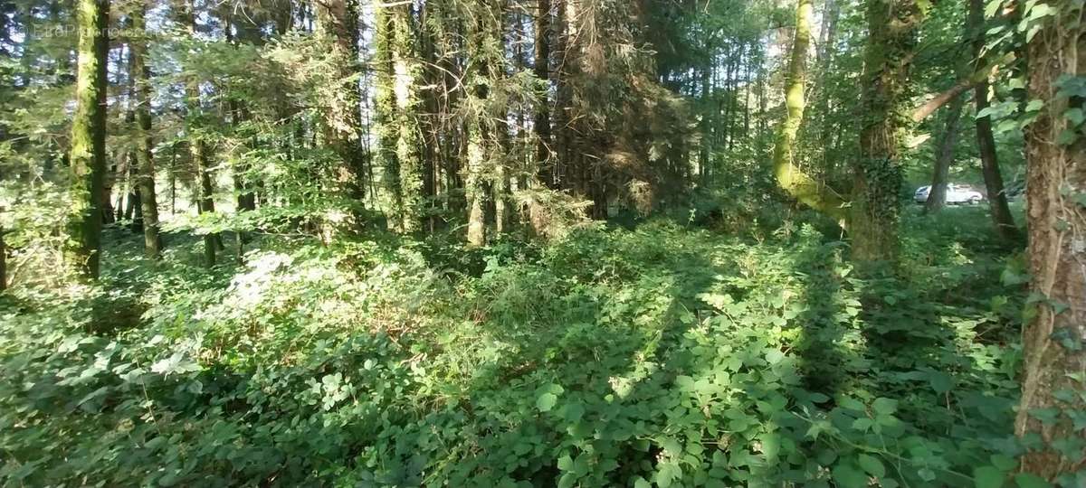 Terrain à SAINT-BRESSON