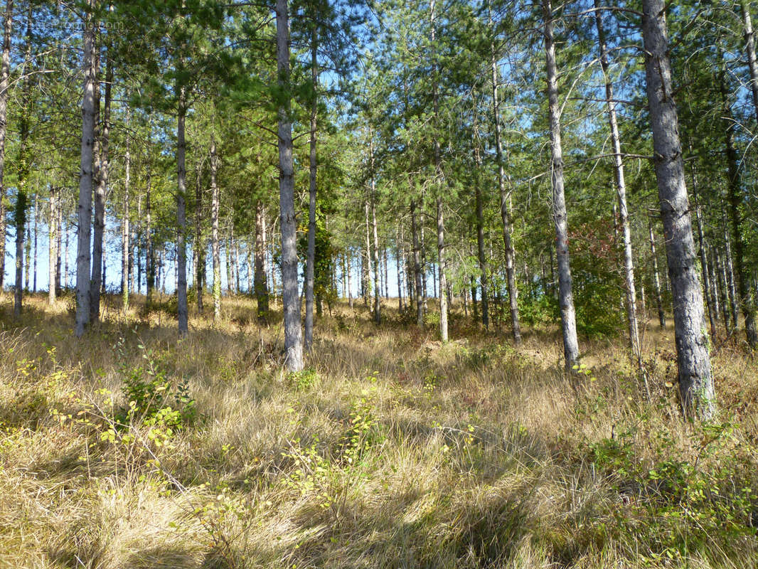 Terrain à BOURLENS