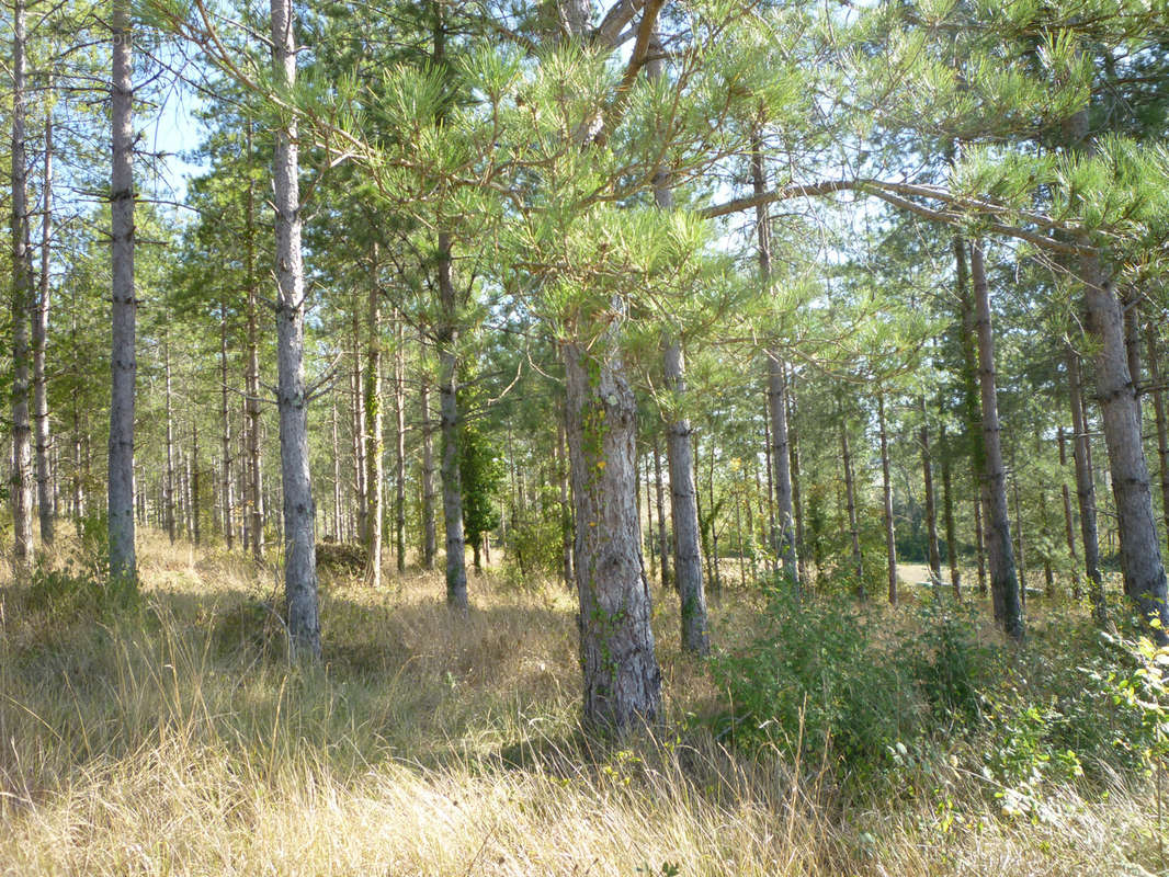 Terrain à BOURLENS