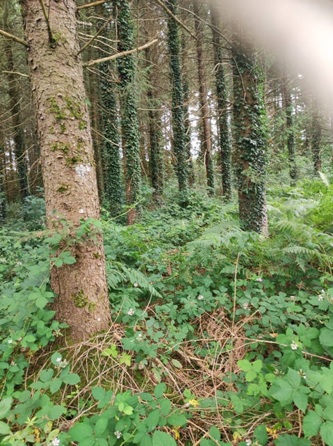 Terrain à LADIGNAC-LE-LONG