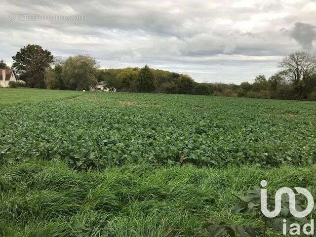 Photo 2 - Terrain à BEAULIEU-SUR-LOIRE