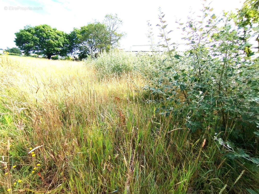 Terrain à SAINT-HILAIRE-DE-RIEZ