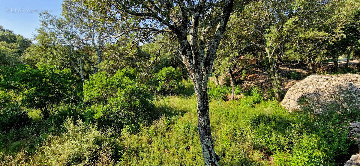 Terrain à SAINT-SIFFRET