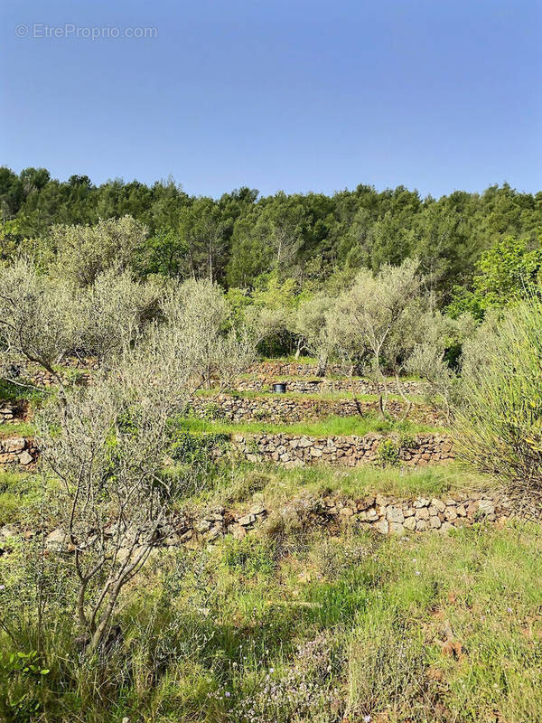 Terrain à SOLLIES-VILLE